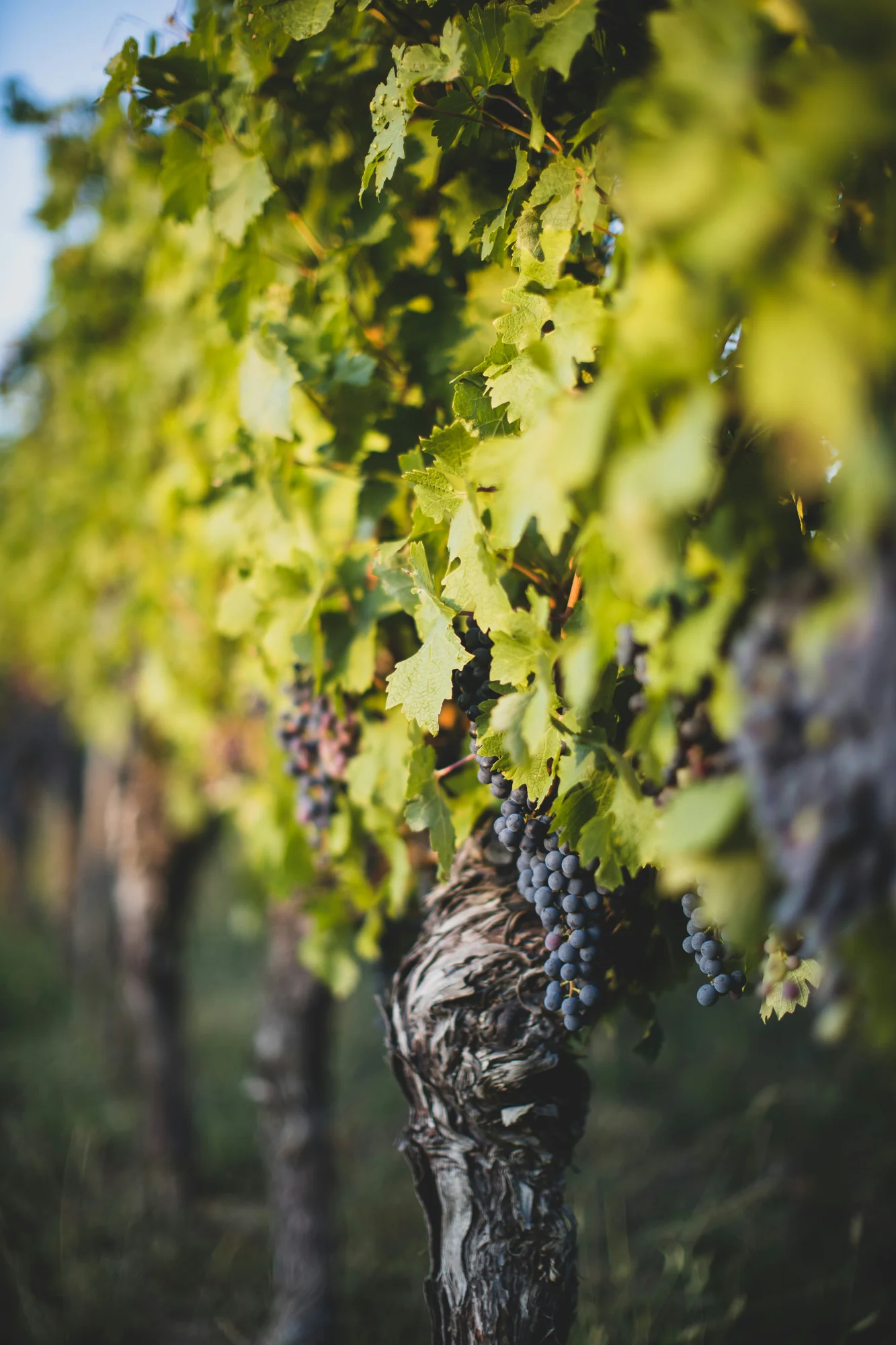 An old, gnarled vine heavy with grapes