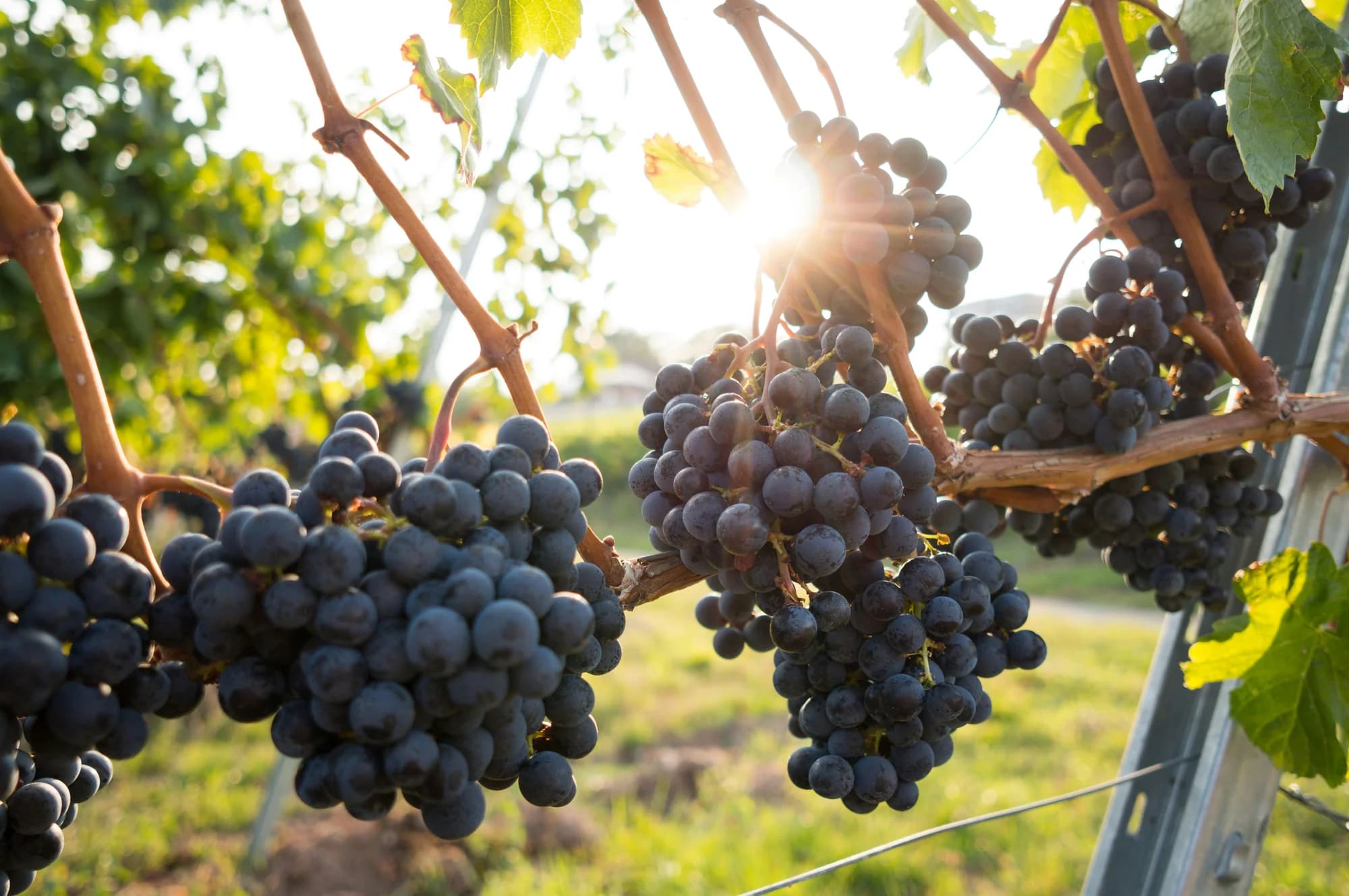 Ripe dark grapes on the vine, backlit by low sun